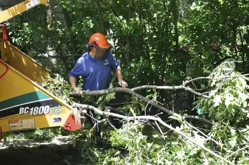 tree services Southbridge
